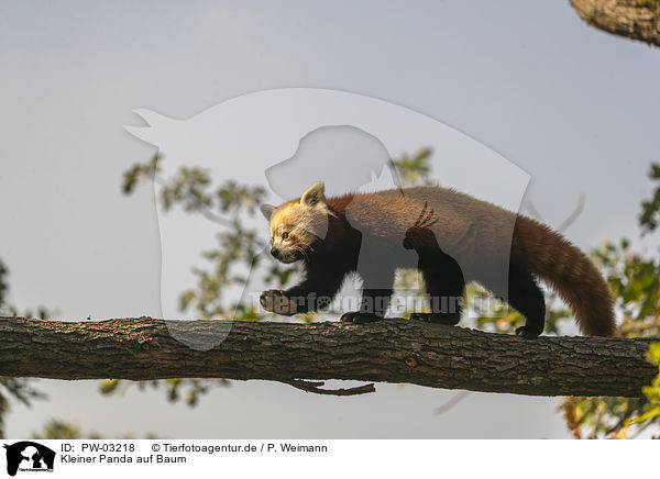 Kleiner Panda auf Baum / PW-03218