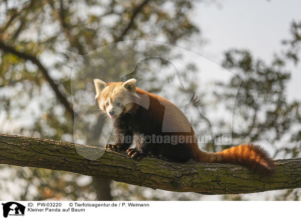 Kleiner Panda auf Baum / PW-03220