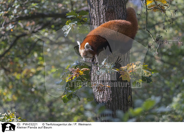 Kleiner Panda auf Baum / PW-03221