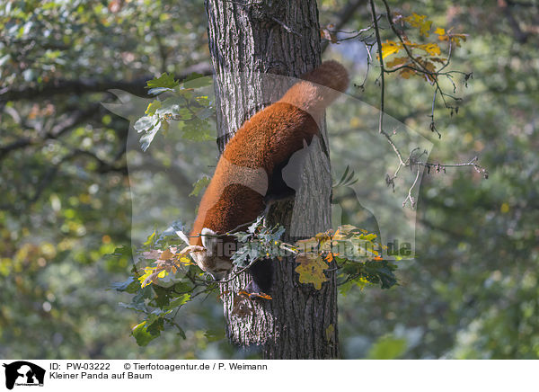 Kleiner Panda auf Baum / PW-03222