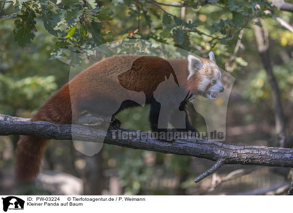 Kleiner Panda auf Baum / PW-03224