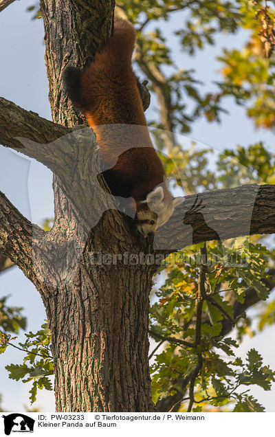 Kleiner Panda auf Baum / Red Panda on e tree / PW-03233