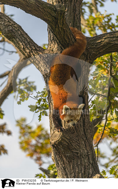 Kleiner Panda auf Baum / PW-03235