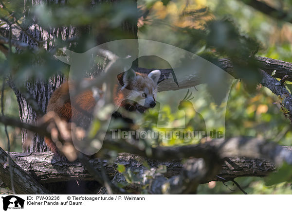 Kleiner Panda auf Baum / Red Panda on e tree / PW-03236