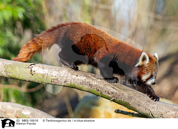 Kleiner Panda / lesser panda / MBS-18916