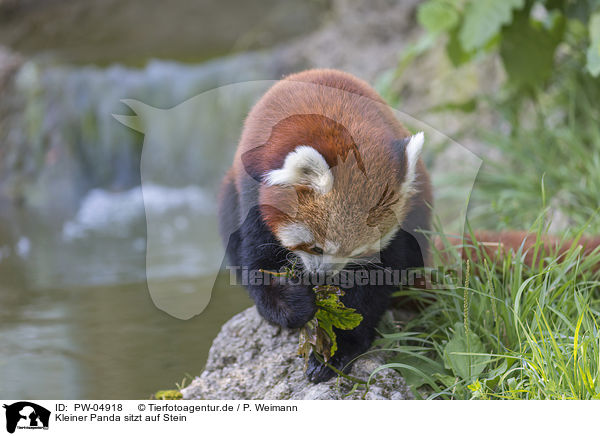 Kleiner Panda sitzt auf Stein / red panda sits on stone / PW-04918