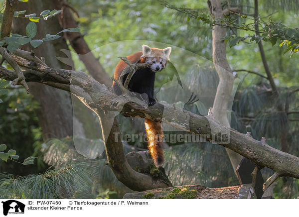 sitzender Kleiner Panda / sitting Lesser Panda / PW-07450