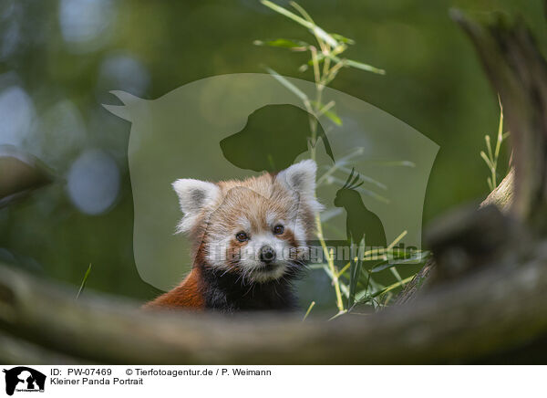 Kleiner Panda Portrait / PW-07469