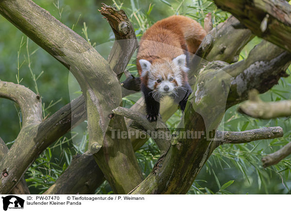 laufender Kleiner Panda / walking Lesser Panda / PW-07470