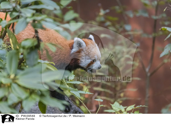 Kleiner Panda / lesser panda / PW-09548