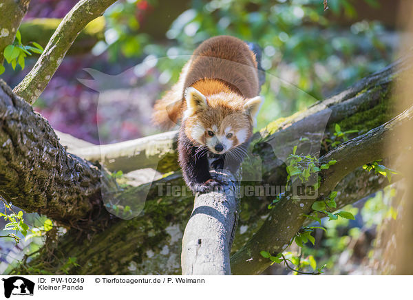 Kleiner Panda / lesser panda / PW-10249