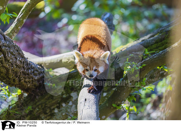 Kleiner Panda / lesser panda / PW-10250