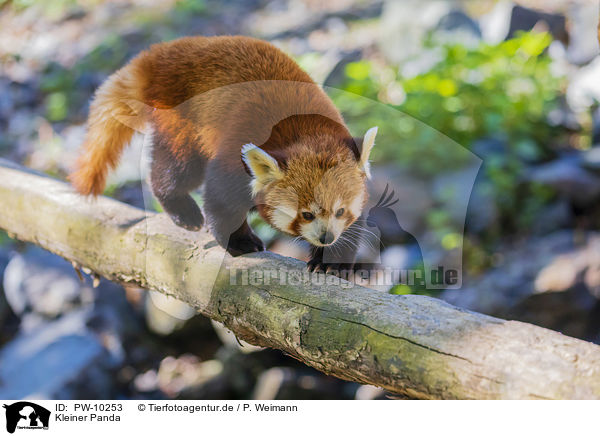 Kleiner Panda / lesser panda / PW-10253