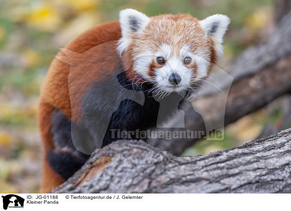 Kleiner Panda / lesser red panda / JG-01188