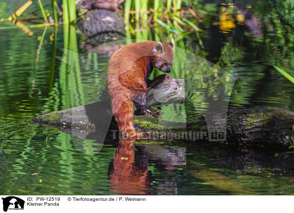 Kleiner Panda / Lesser Panda / PW-12519