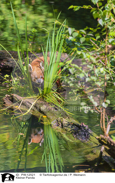 Kleiner Panda / Lesser Panda / PW-12521