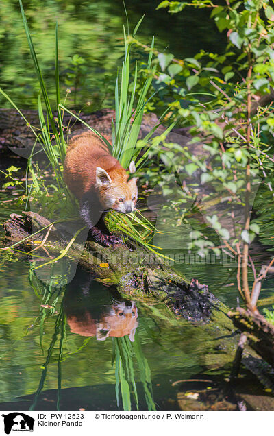 Kleiner Panda / Lesser Panda / PW-12523