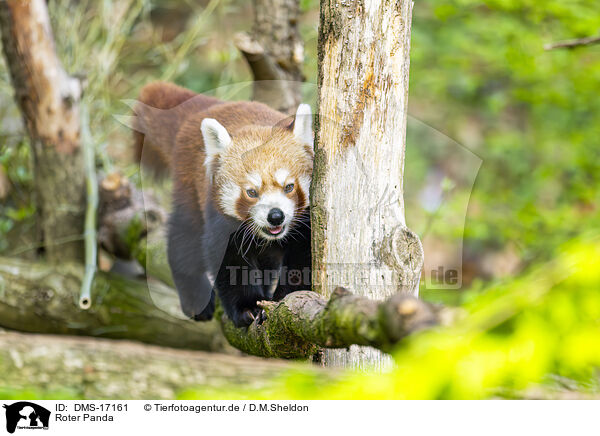 Roter Panda / red panda / DMS-17161