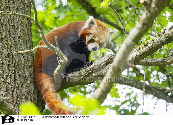 Roter Panda / red panda / DMS-18162
