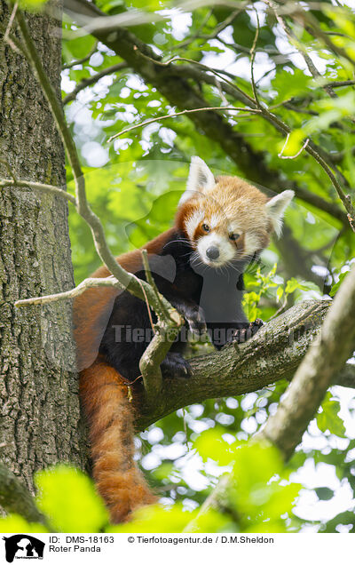 Roter Panda / DMS-18163
