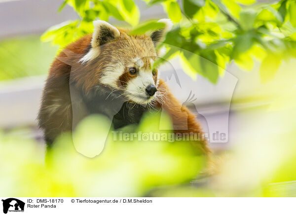 Roter Panda / red panda / DMS-18170