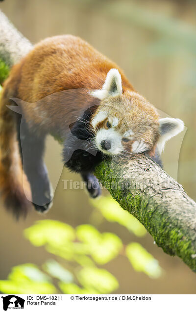 Roter Panda / DMS-18211