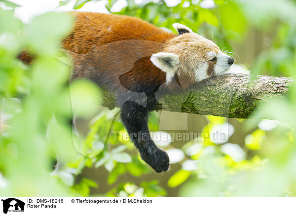 Roter Panda / DMS-18216