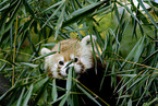 kleiner Panda auf Baum