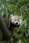 kleiner Panda auf Baum