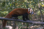 Kleiner Panda auf Baum