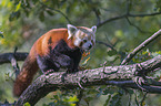 Kleiner Panda auf Baum