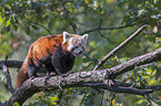 Kleiner Panda auf Baum