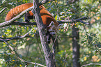 Kleiner Panda auf Baum