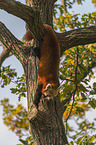Kleiner Panda auf Baum