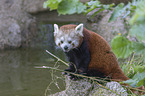 Kleiner Panda sitzt auf Stein