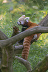 sitzender Kleiner Panda