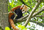 Roter Panda