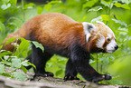 Roter Panda