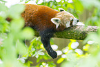 Roter Panda