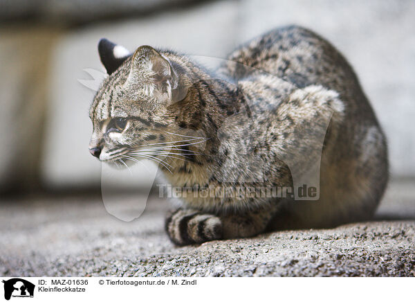 Kleinfleckkatze / Geoffreys cat / MAZ-01636