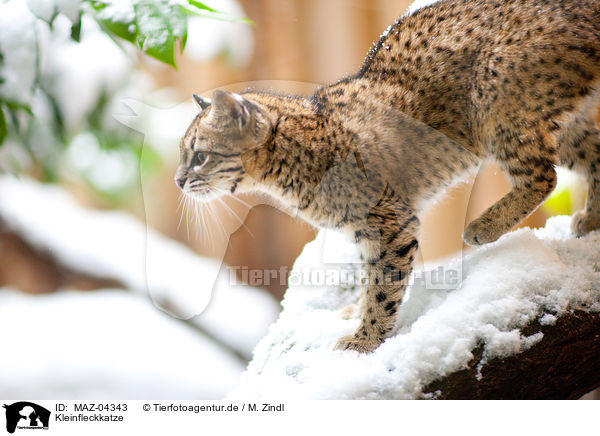 Kleinfleckkatze / Geoffroy's cat / MAZ-04343