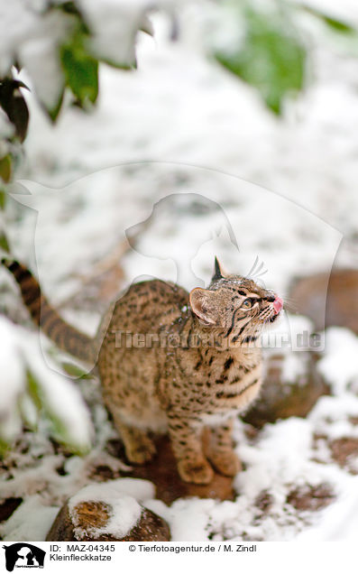 Kleinfleckkatze / Geoffroy's cat / MAZ-04345