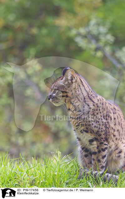 Kleinfleckkatze / Geoffroy's cat / PW-17456