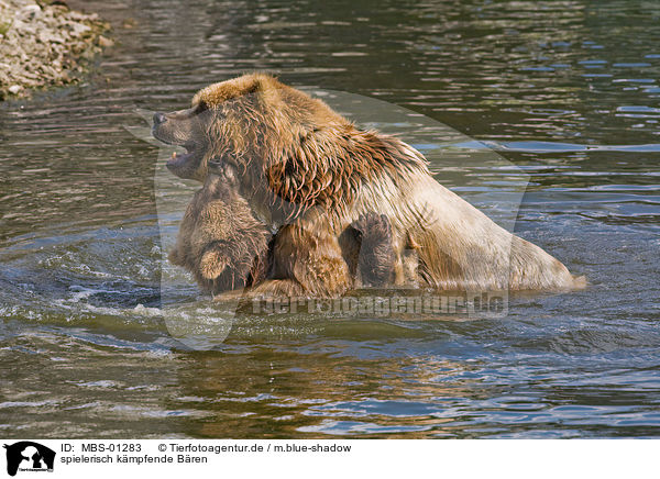 spielerisch kmpfende Bren / fighting bears / MBS-01283