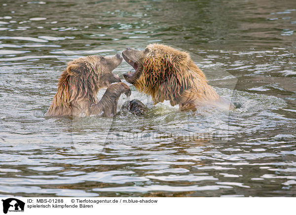 spielerisch kmpfende Bren / fighting bears / MBS-01288
