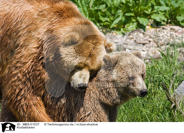Kodiakbren / Kodiak bears / MBS-01537
