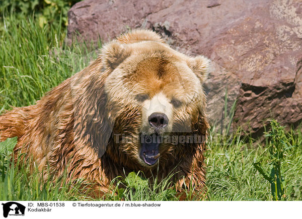 Kodiakbr / Kodiak bear / MBS-01538