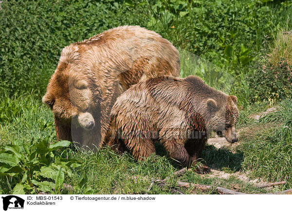 Kodiakbren / Kodiak bears / MBS-01543