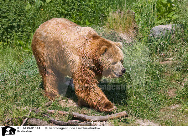 Kodiakbr / Kodiak bear / MBS-01544