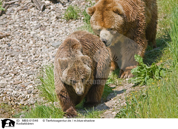 Kodiakbren / Kodiak bears / MBS-01546